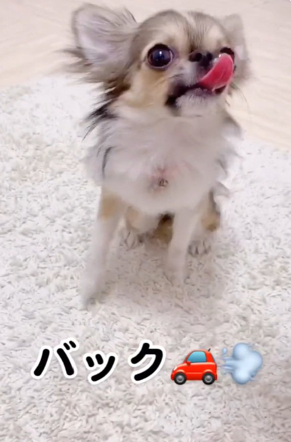 バックするくるみちゃん