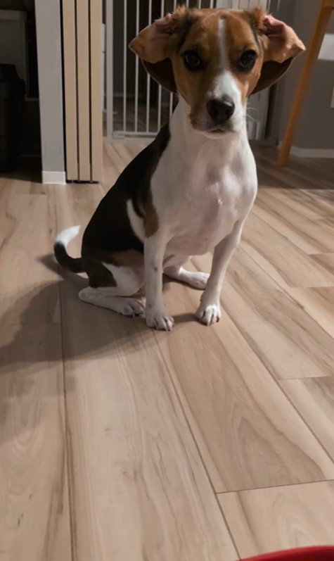 ペルルちゃんの「待て」7