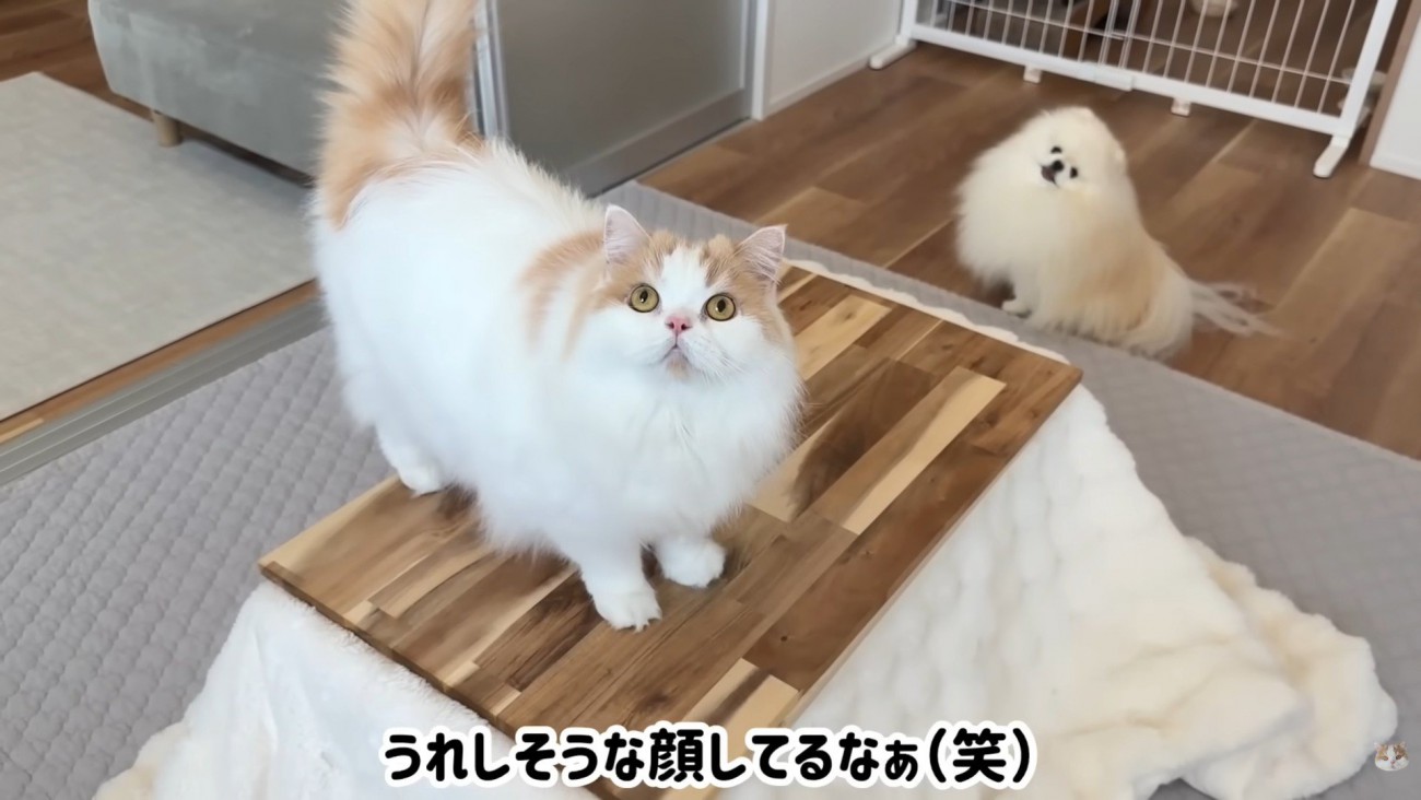 なんちゃってコタツ完成！