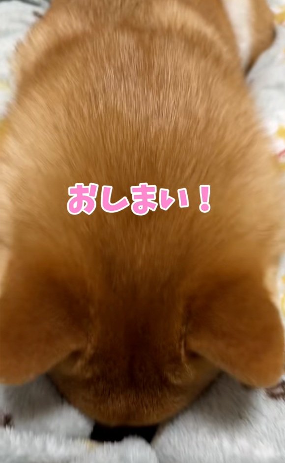 また顔をうずめるはなちゃん