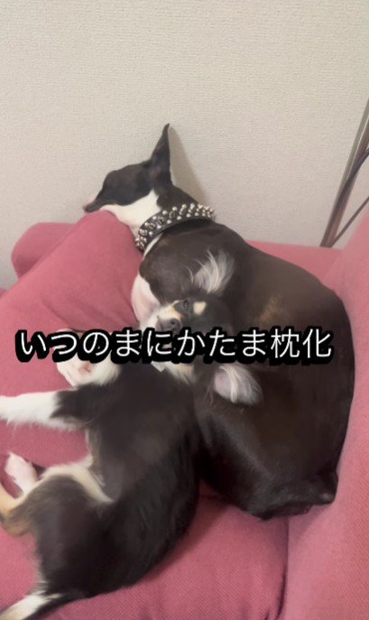 たまちゃんを枕にしてお昼寝