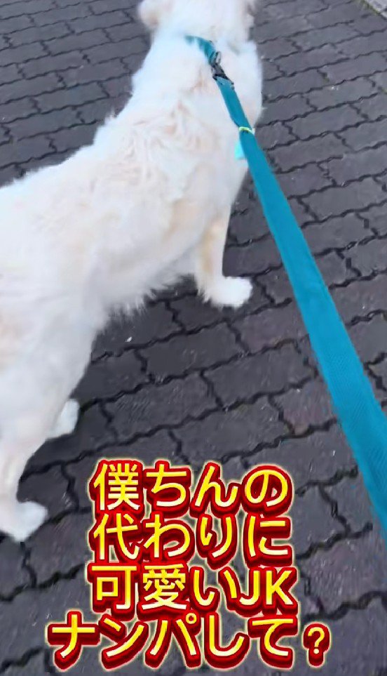 「なでてもらいたいな～」