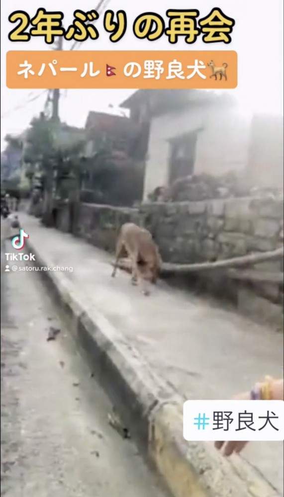 霧の路地を歩いてくる犬