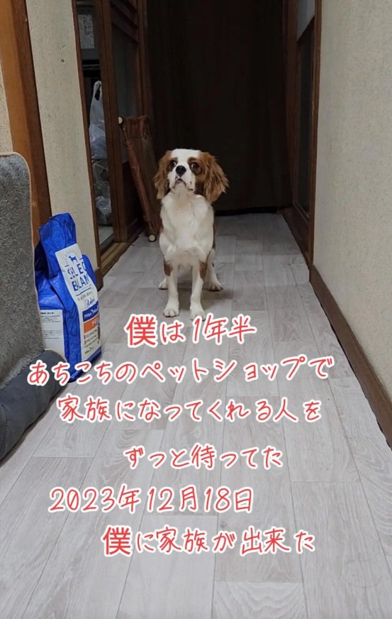 家族に引き取られただいちくん