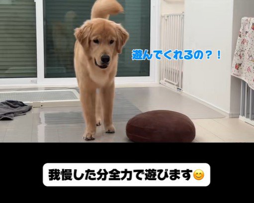 子育て中の家族とこてつ君の日常9