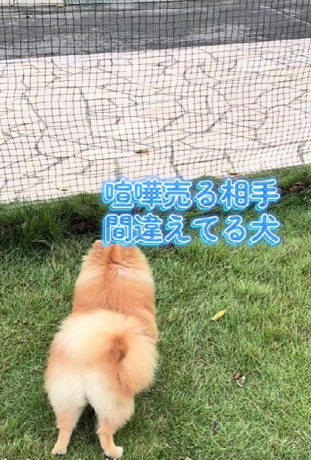 勝ち目はなさそうなのに…