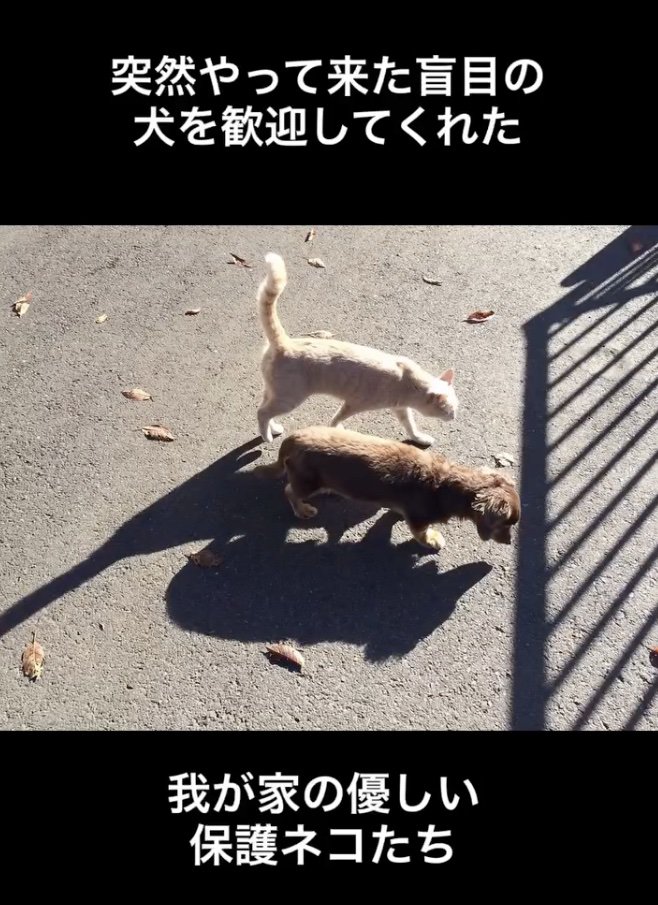 優しい保護猫たち