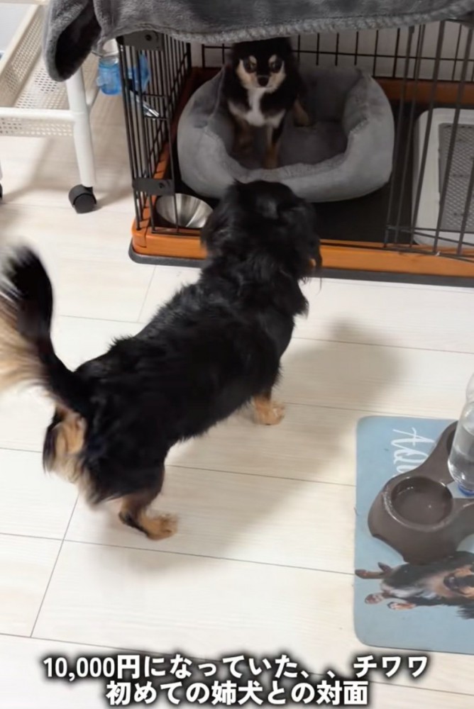 お互いに警戒し合う犬