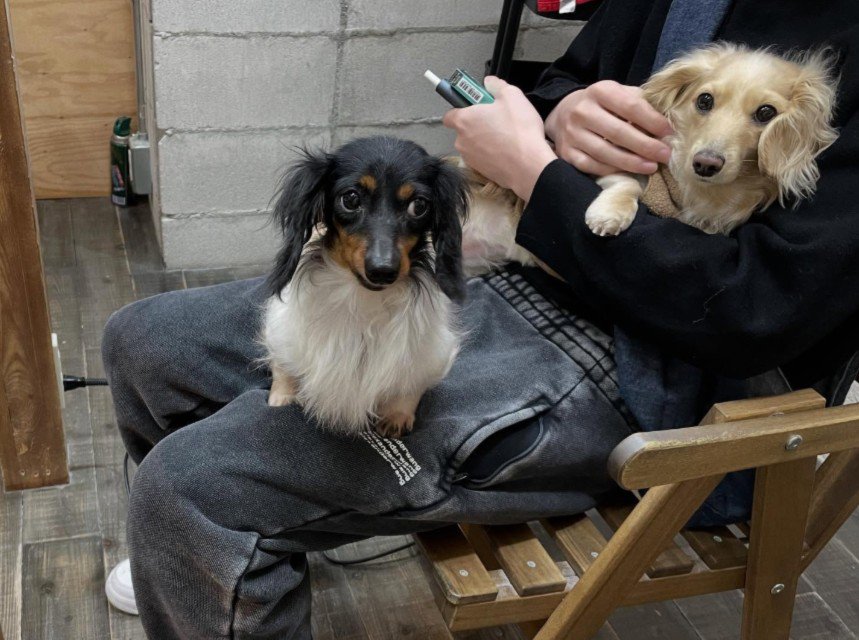 家族として引き取ることに