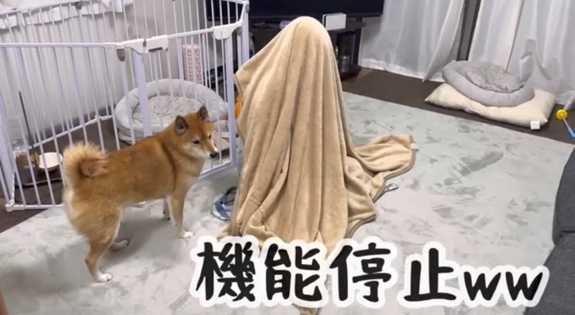 毛布の前で止まっている犬