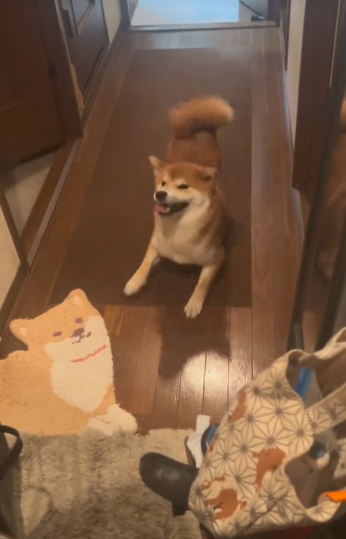 嬉しそうに家族を出迎える柴犬