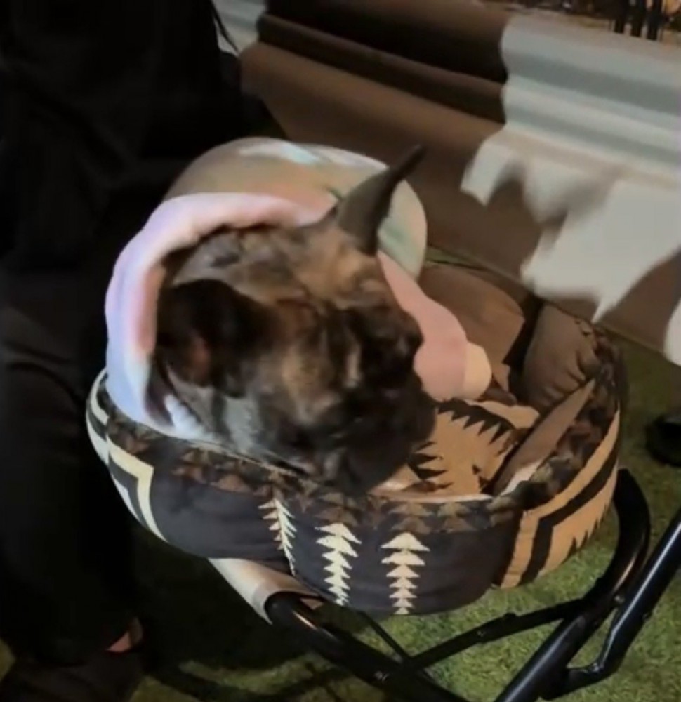 すねる犬