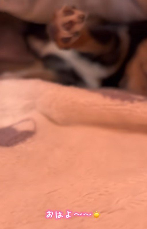 もずくちゃんの前足