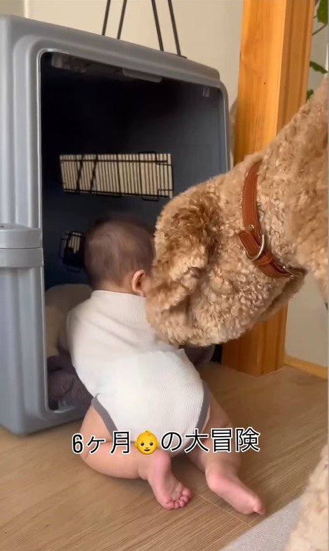 赤ちゃんがクレートに入った時のわたげちゃん3