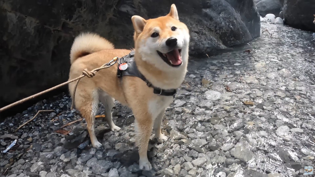 ナラちゃんとソラくんの沢登り8