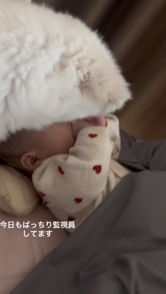 ベッドで寝る赤ちゃんを見守る犬の後ろ姿2