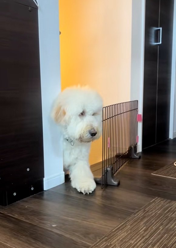 通れない栗丸くん