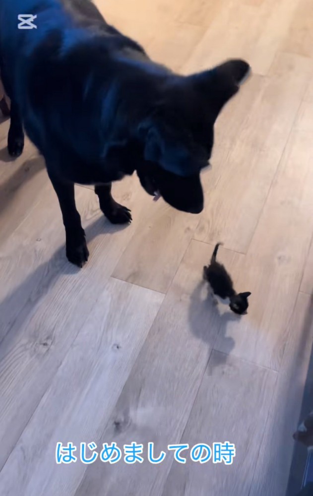 子猫を見守る犬