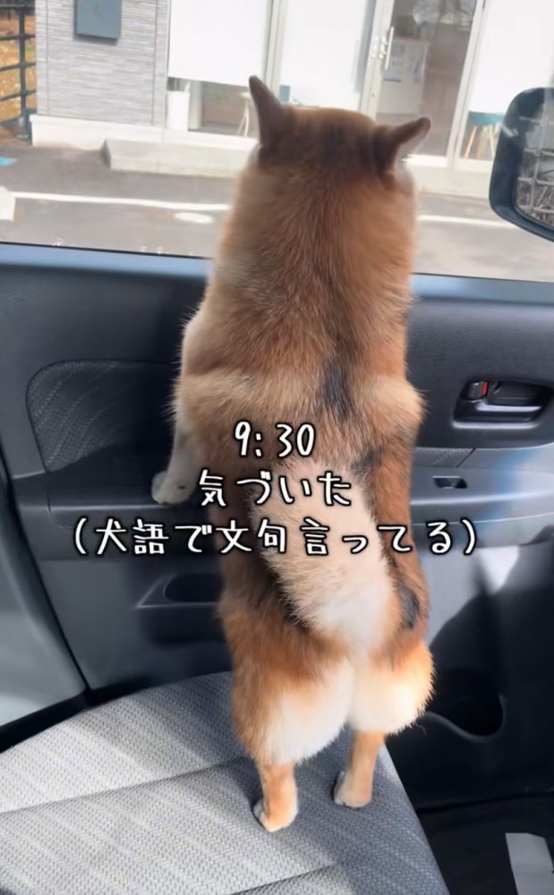病院を見つめる犬