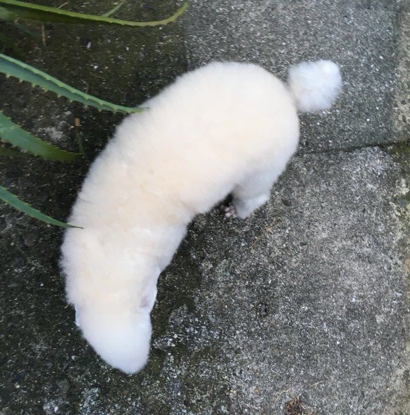 「これは犬なの？」
