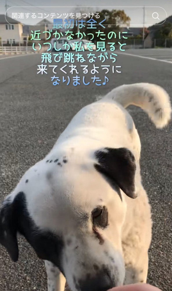 顔を近づける野良犬