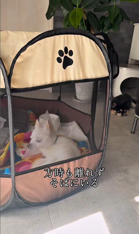 こはく君とここまるちゃんの家族愛5