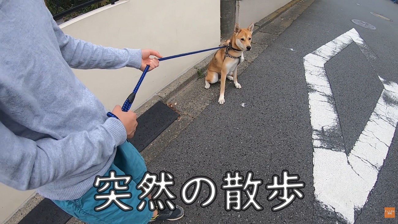 散歩中にお母さんに会った時のワンジローくん3