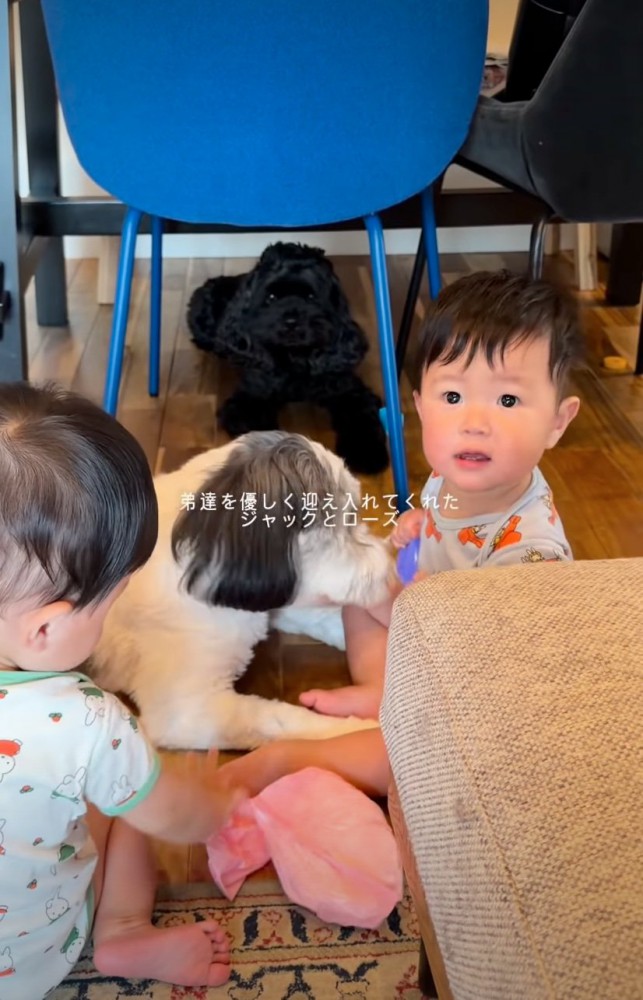 双子ちゃんと遊ぶ犬