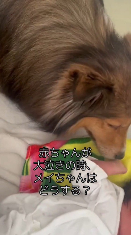 赤ちゃんに顔を近づける犬