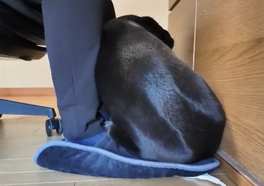 椅子の足元で丸くなっている犬