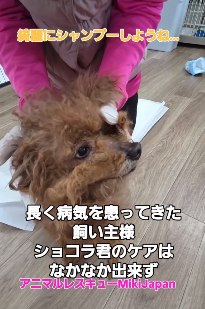 ボサボサの犬