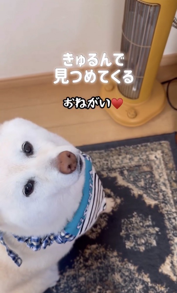 上目遣いの犬