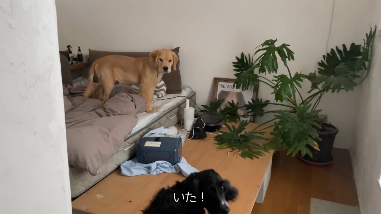 立ち入り禁止の2階でるこる君を発見