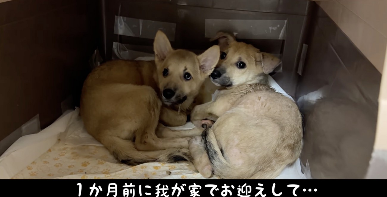 震えるセンとハク