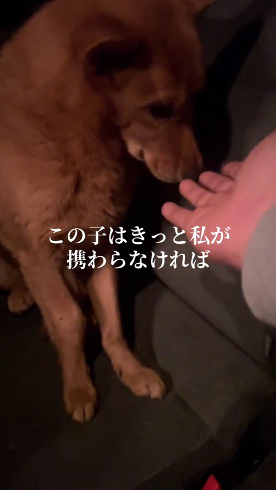 投稿者の手に鼻を近づける犬