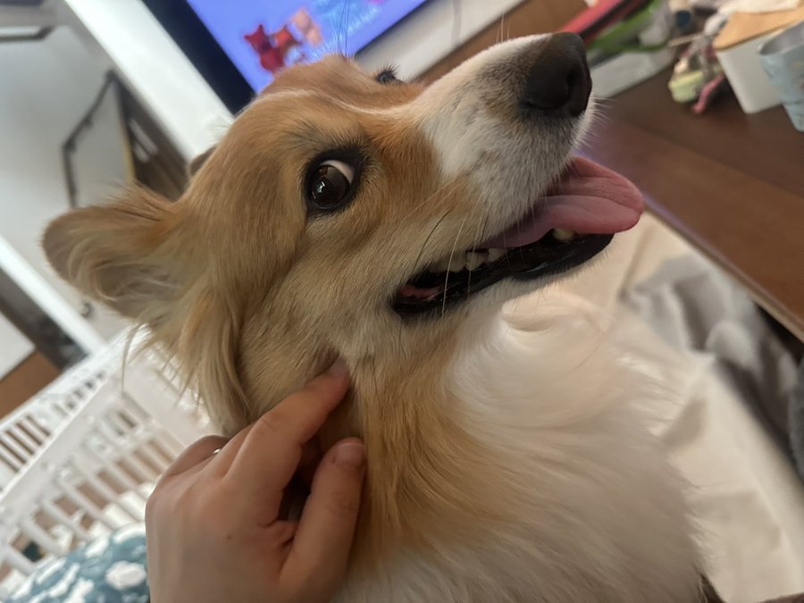 ニコニコ