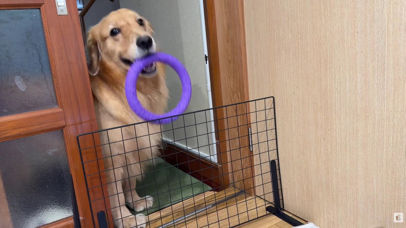 「こんなのもあるよ♪」
