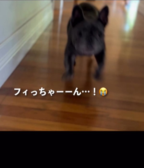 室内を走る犬