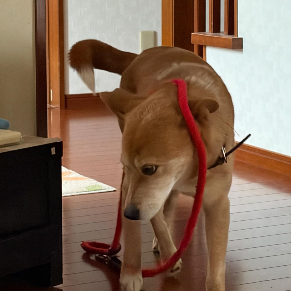 リードを首にかけたまま立つ犬