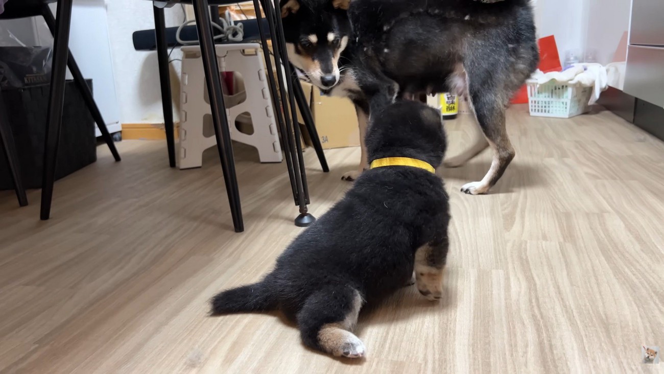 お母さん犬が見守っています