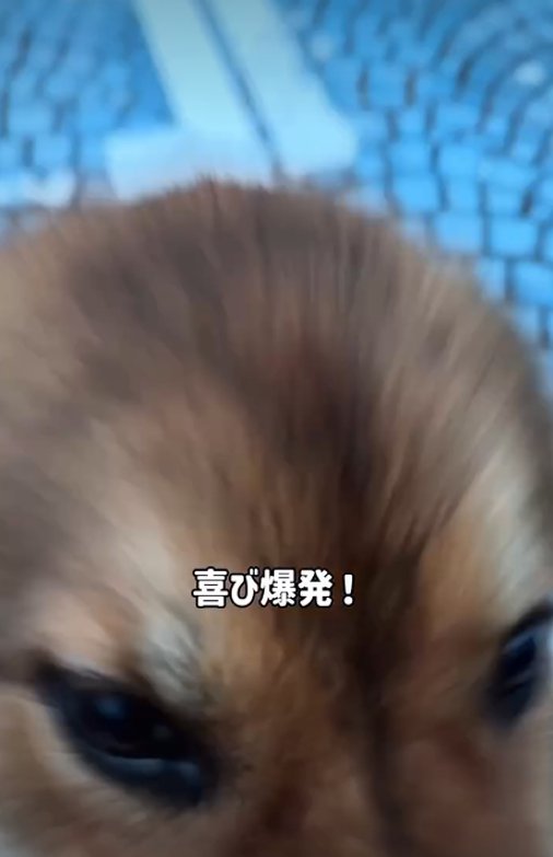アップの犬1