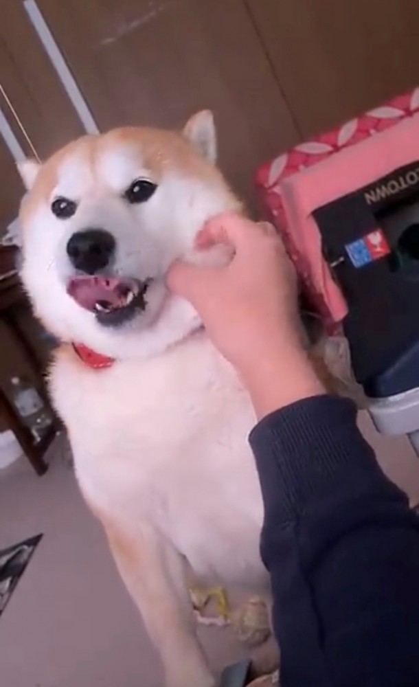 撫でられて舌を出す犬