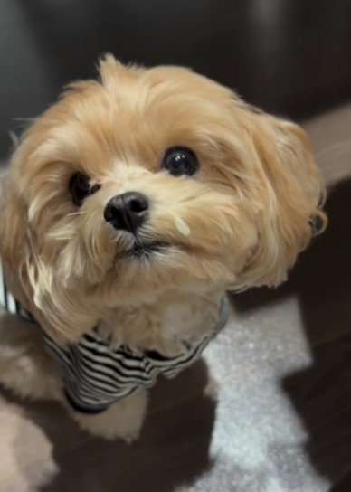 マルプーの『ちゅらみ』ちゃん