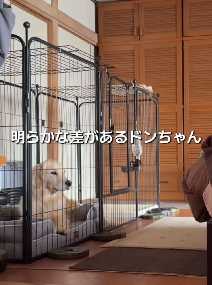 ケージの中で座る犬