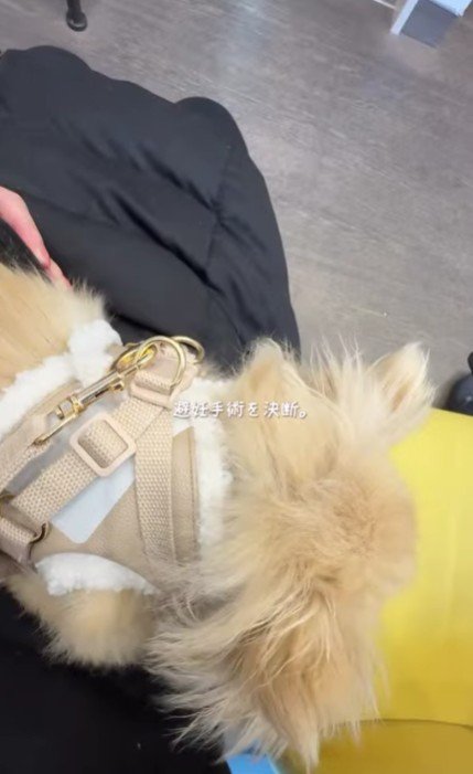 「本当に4歳？」