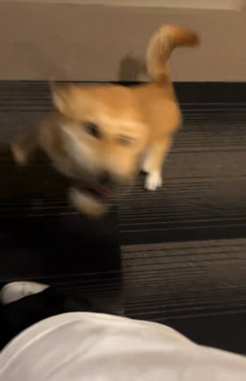 ぐるぐる回る保護犬