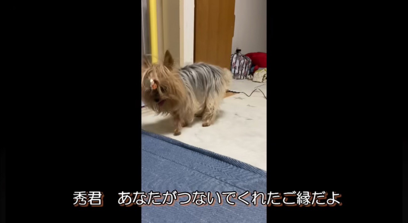 部屋の中を歩き回るメスの老犬