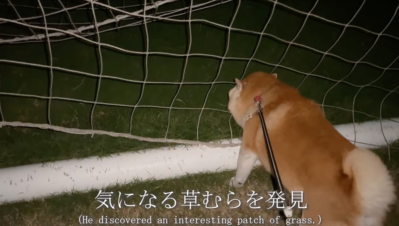 草むらに釘付けの柴犬