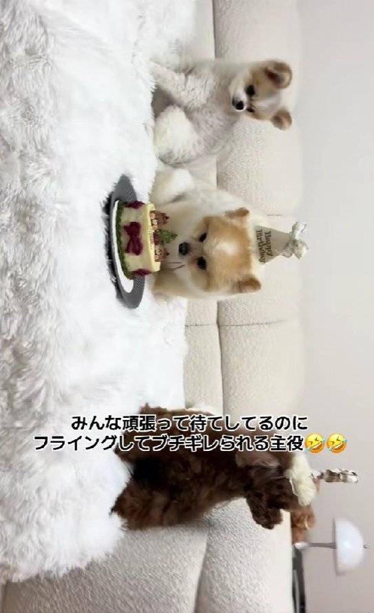 フライングしてしまったまるおちゃん