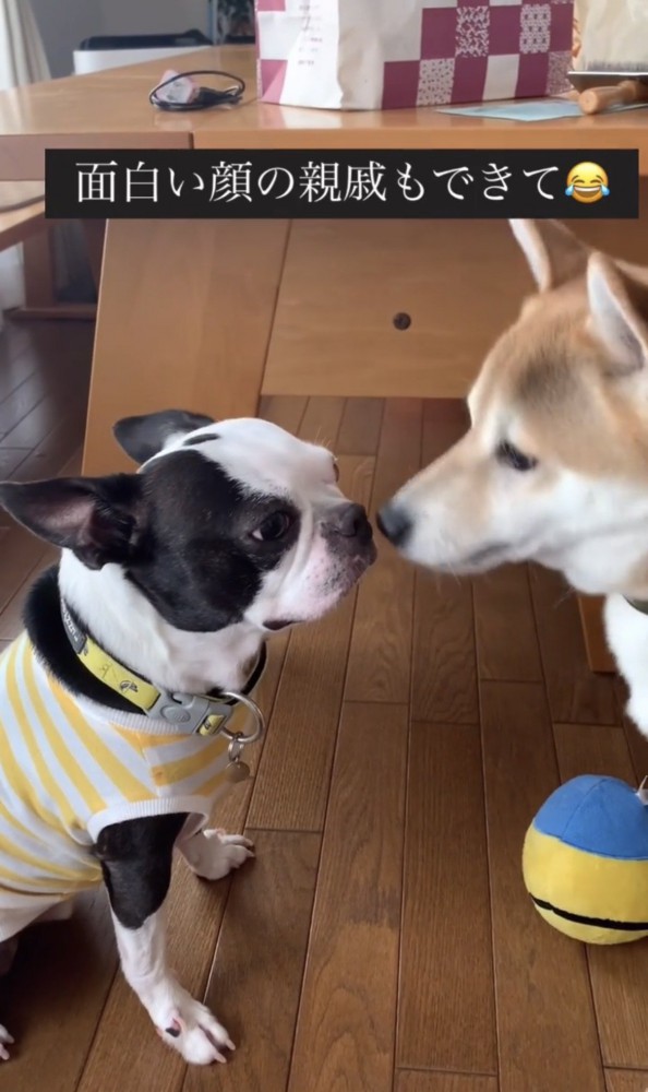 鼻先を近づけ合う2匹の犬